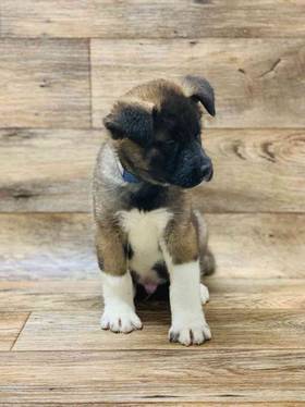 Akita