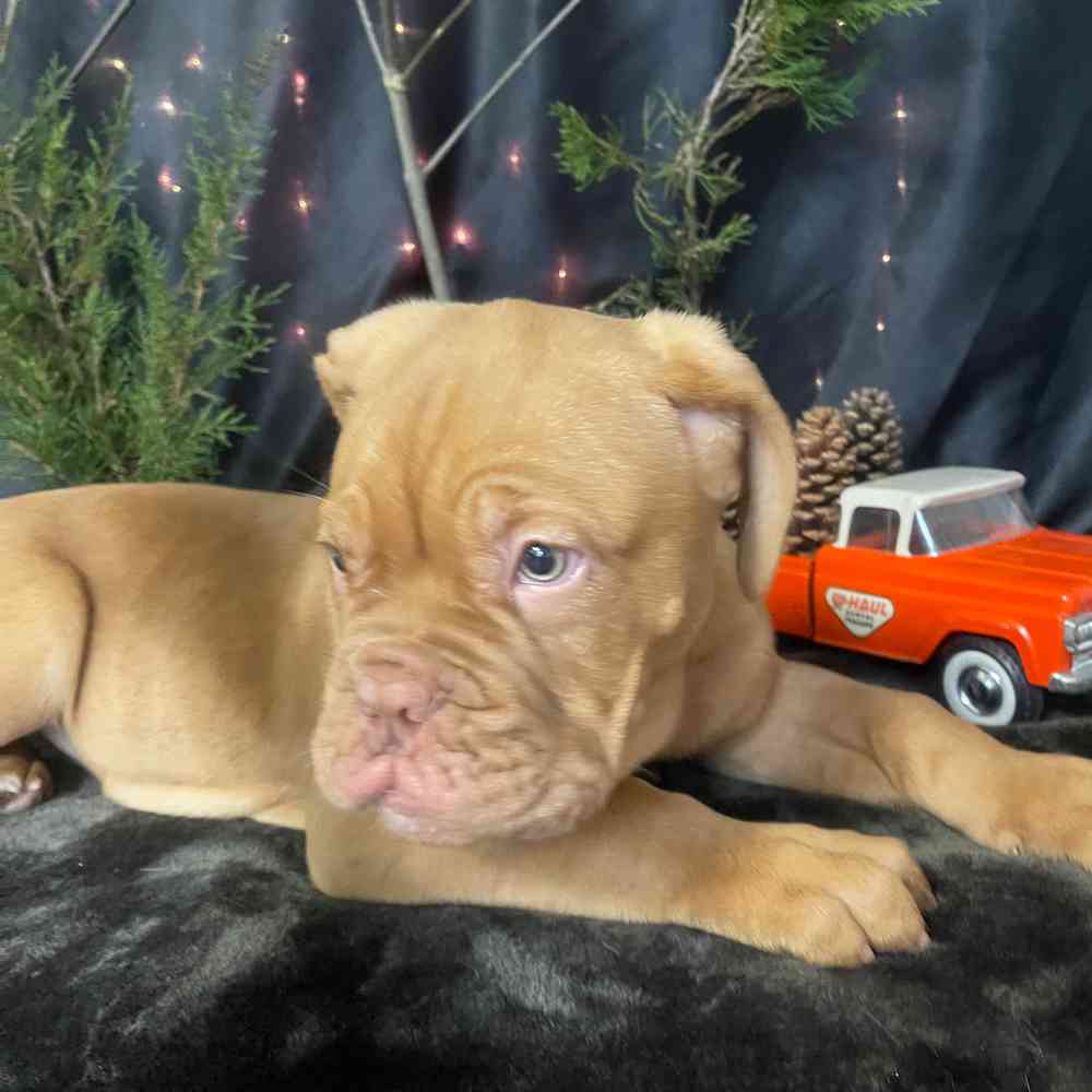 carousel pet images