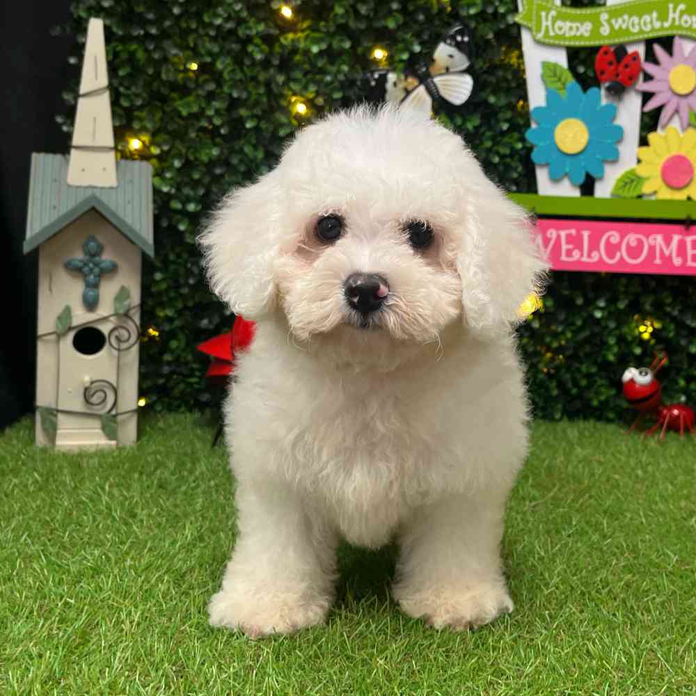carousel pet images