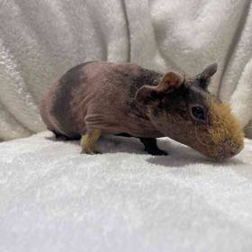 Skinny Pig