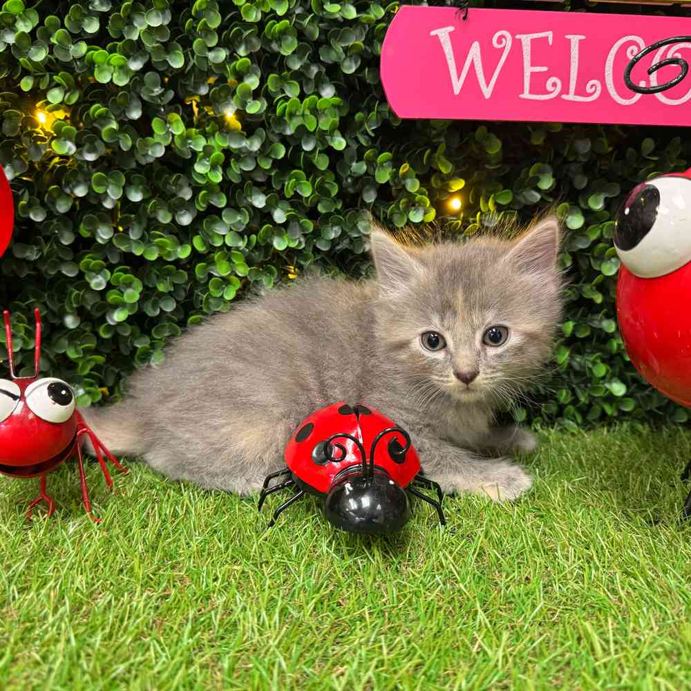 carousel pet images