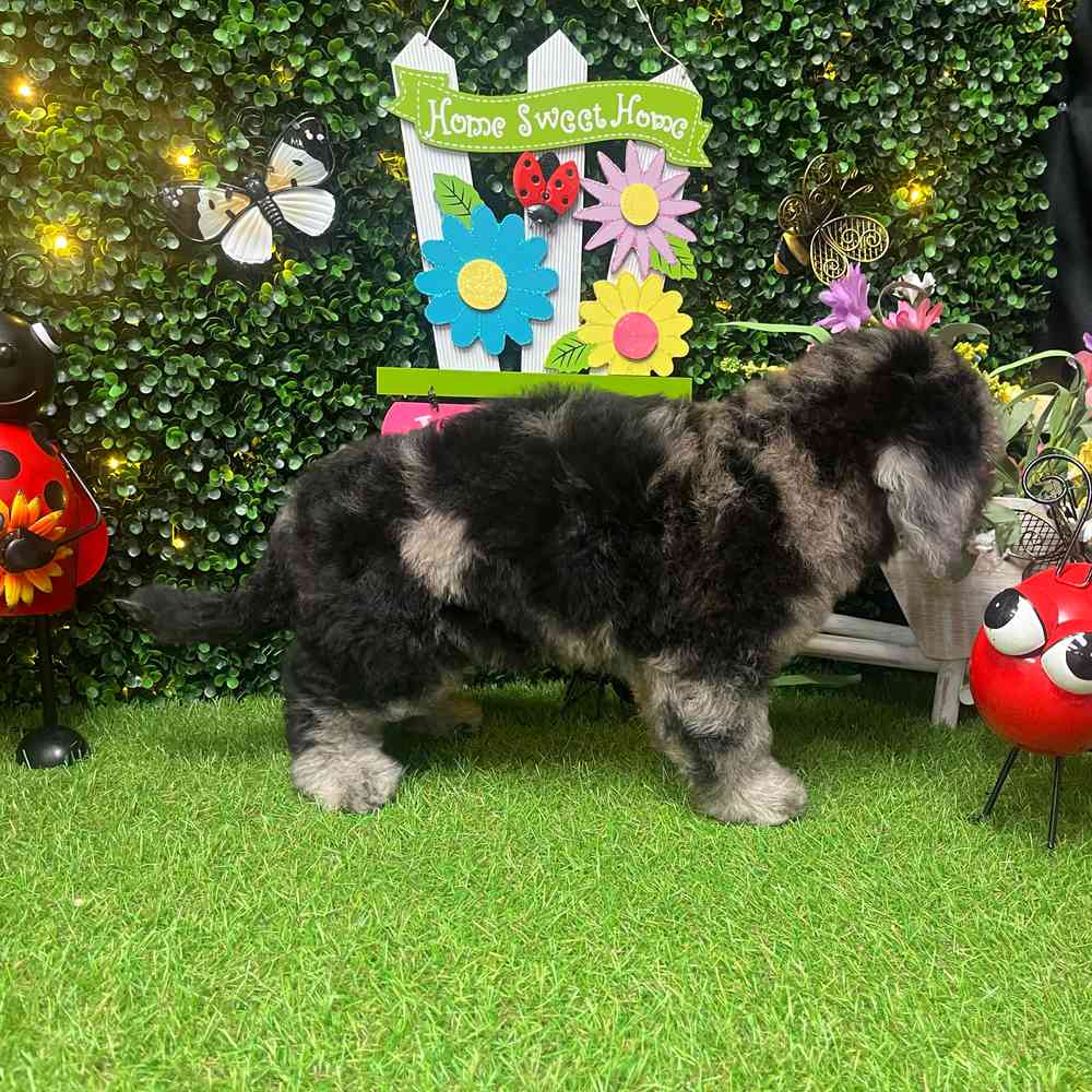 carousel pet images