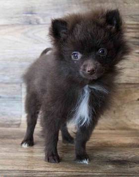 Pomeranian