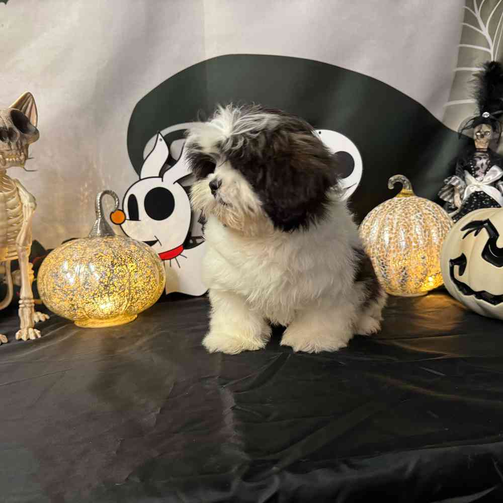 carousel pet images