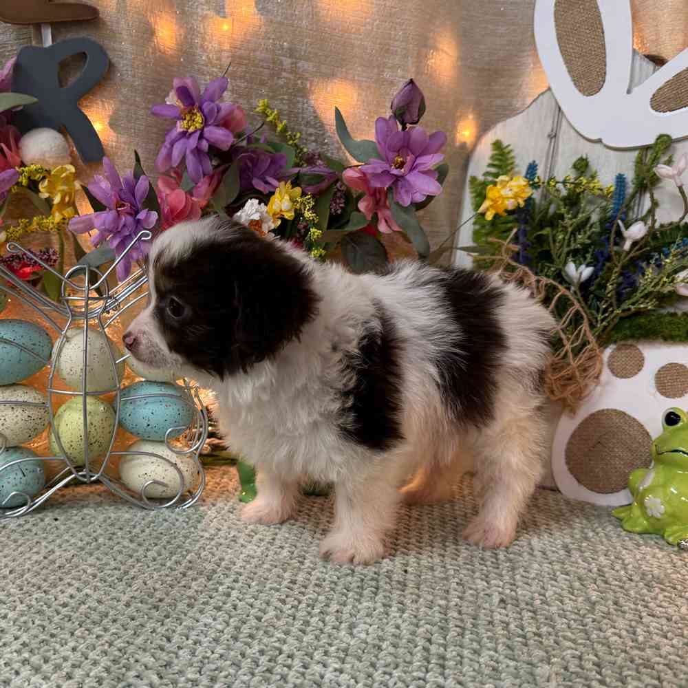 carousel pet images