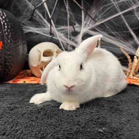Flemish Giant Holland Lop Mix