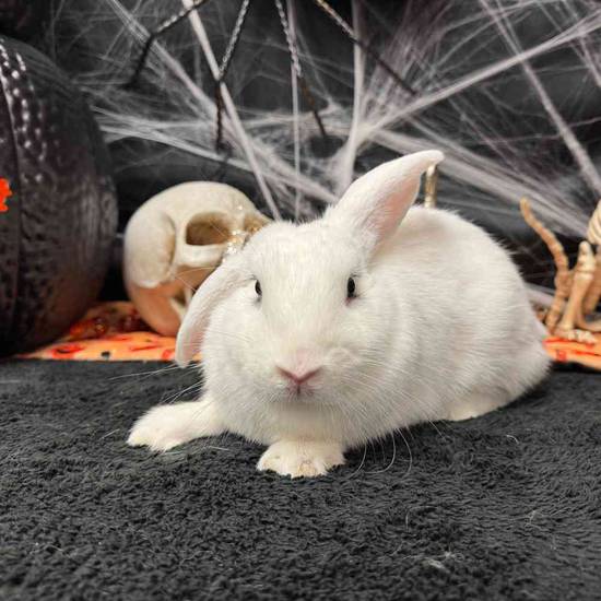 Flemish Giant Holland Lop Mix