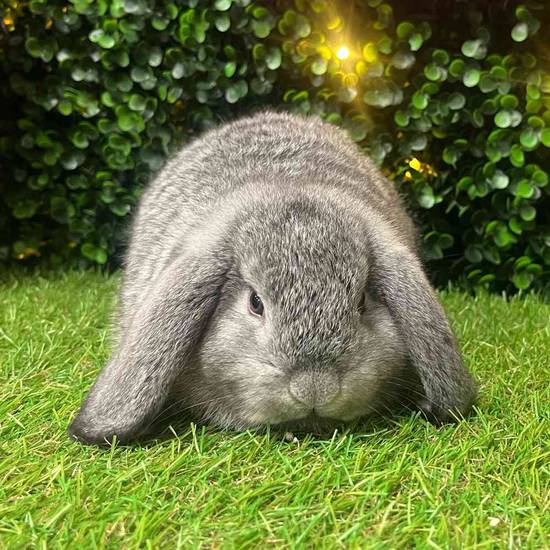 Holland Lop
