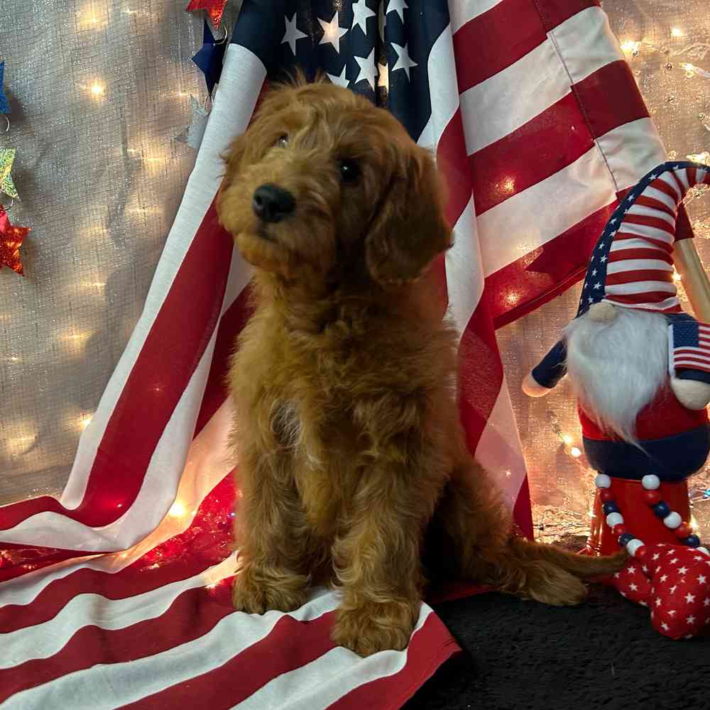 carousel pet images