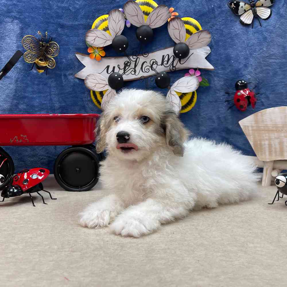 carousel pet images