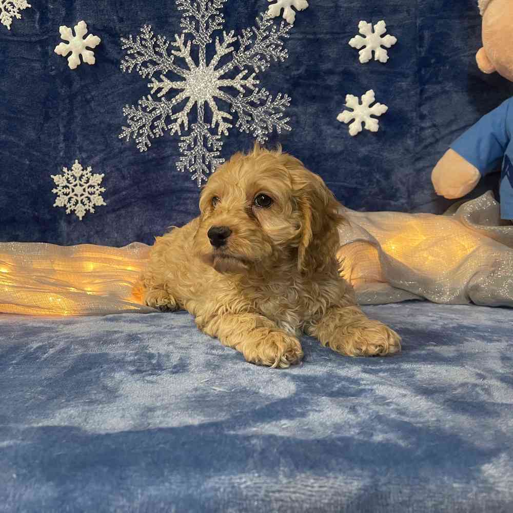 carousel pet images