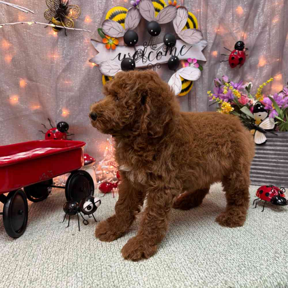 carousel pet images