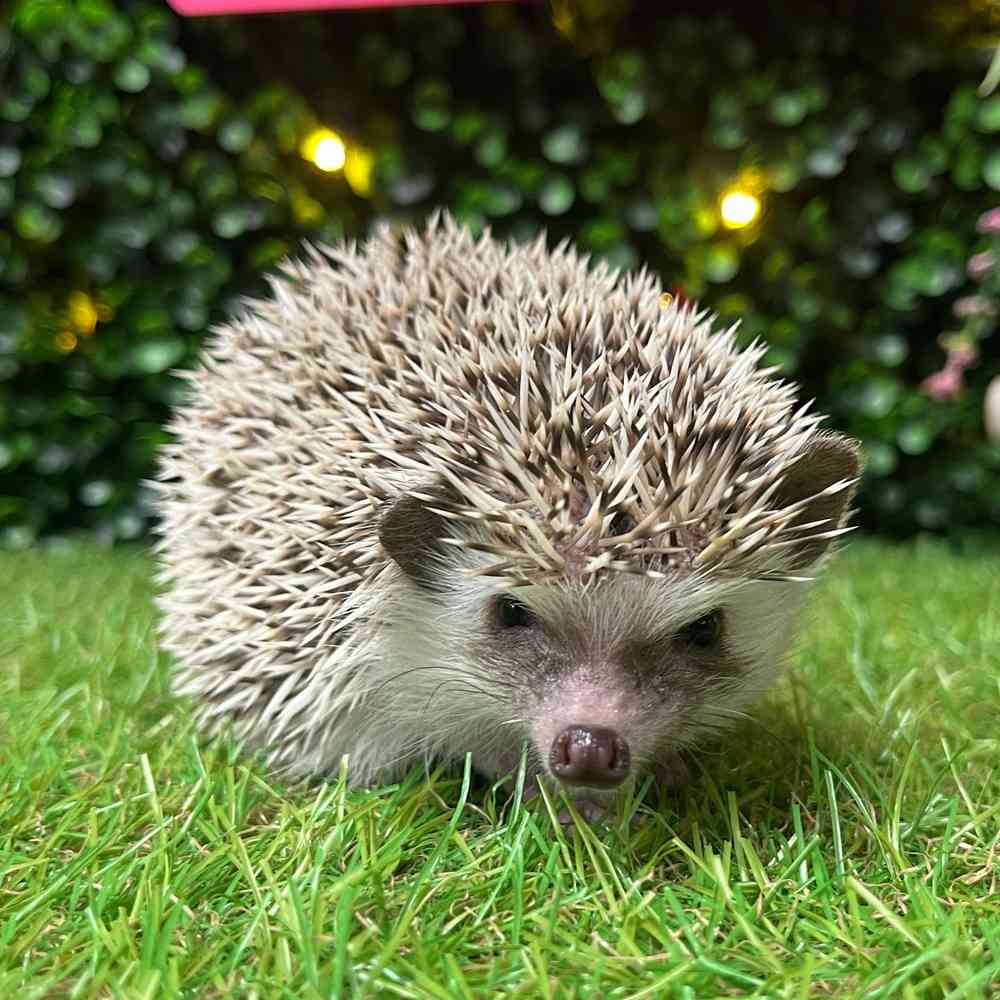 carousel pet images
