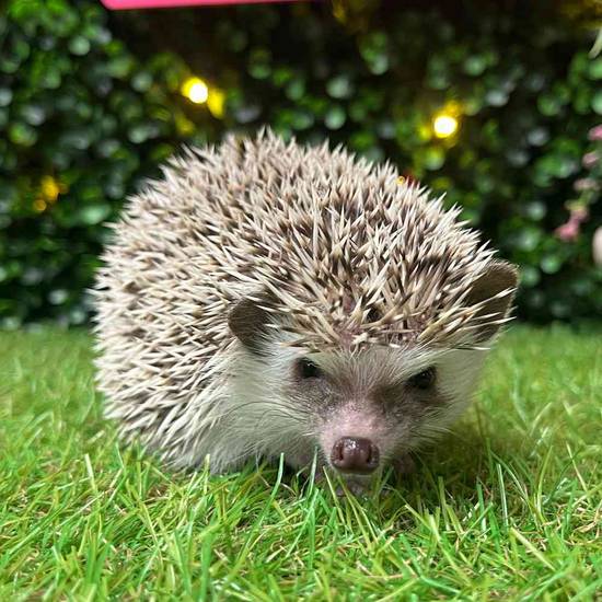Hedgehog