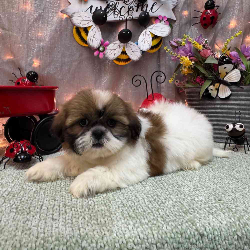 carousel pet images