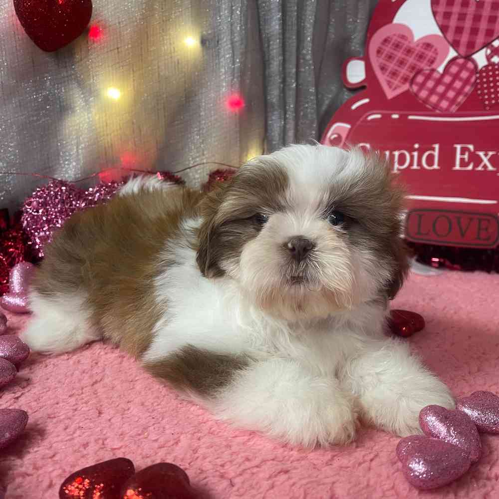 carousel pet images