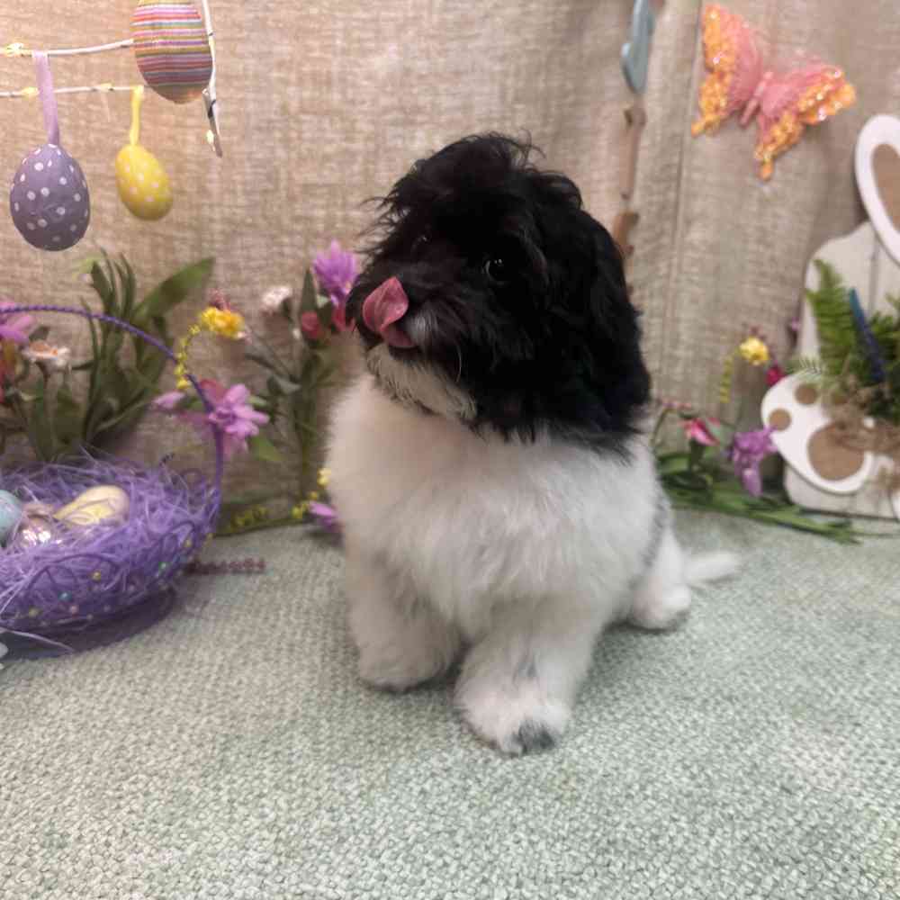 carousel pet images