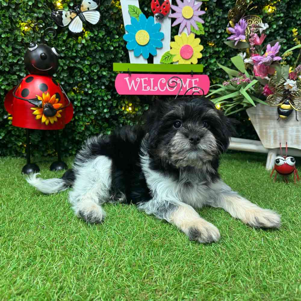carousel pet images