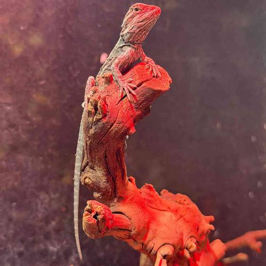 Bearded Dragon