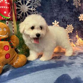 Bichon
