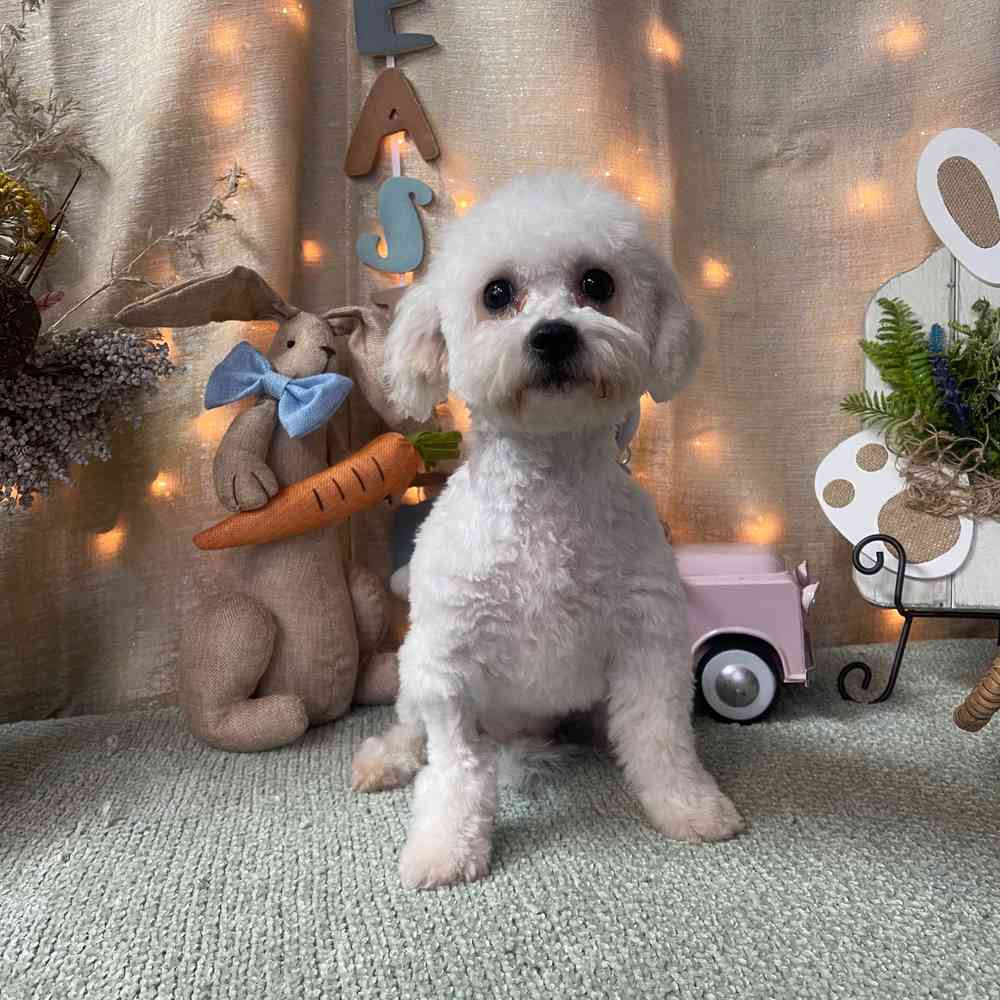 carousel pet images