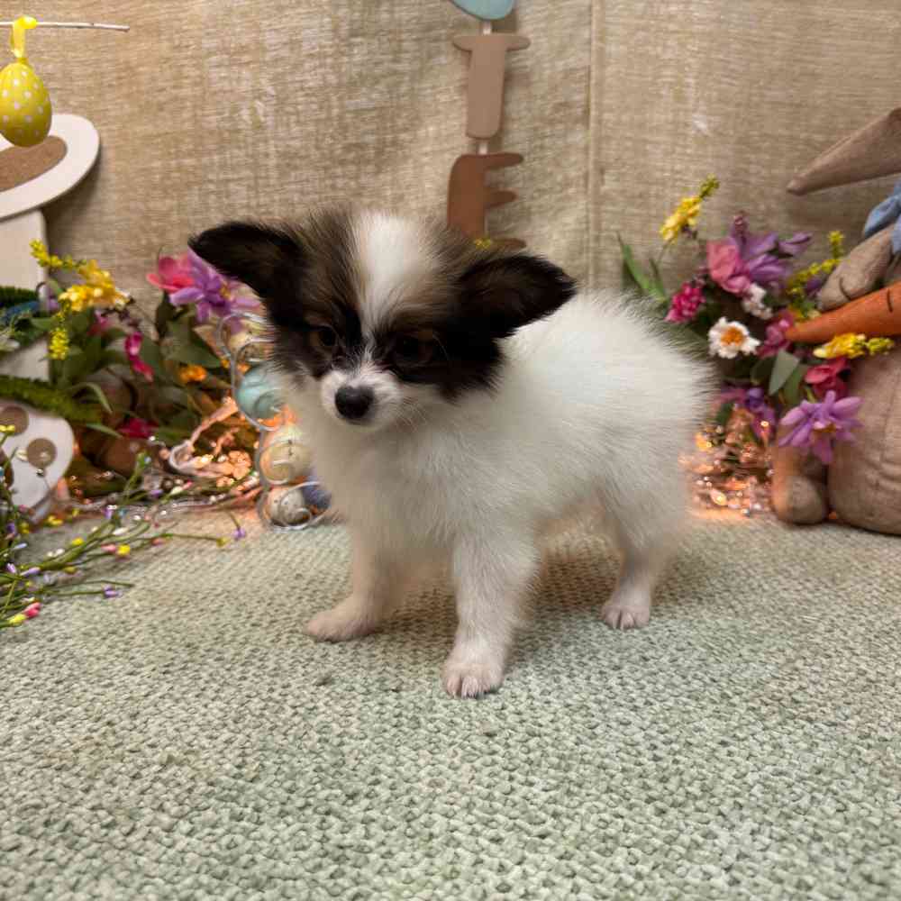 carousel pet images