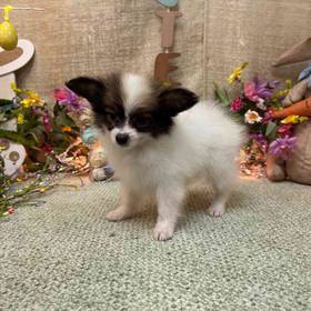 Papillon