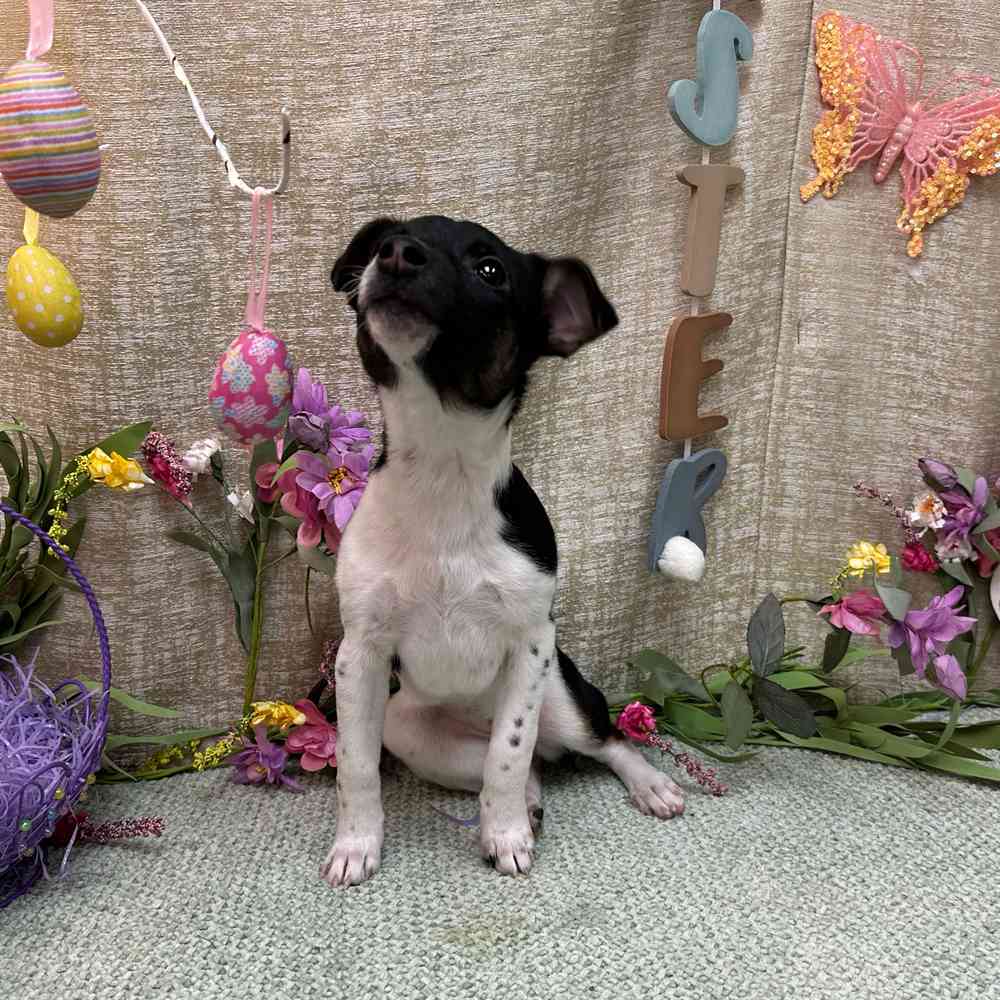 carousel pet images