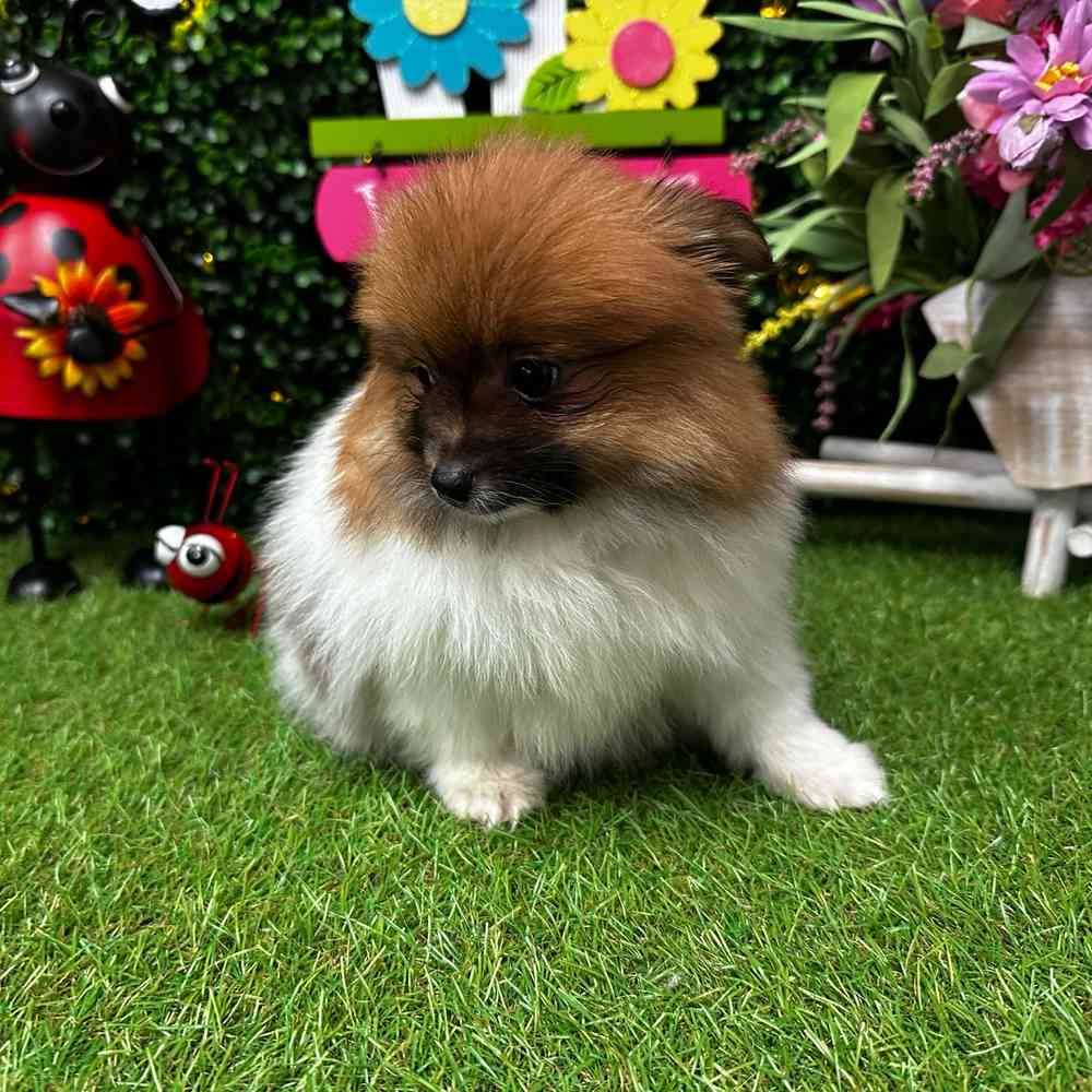 carousel pet images
