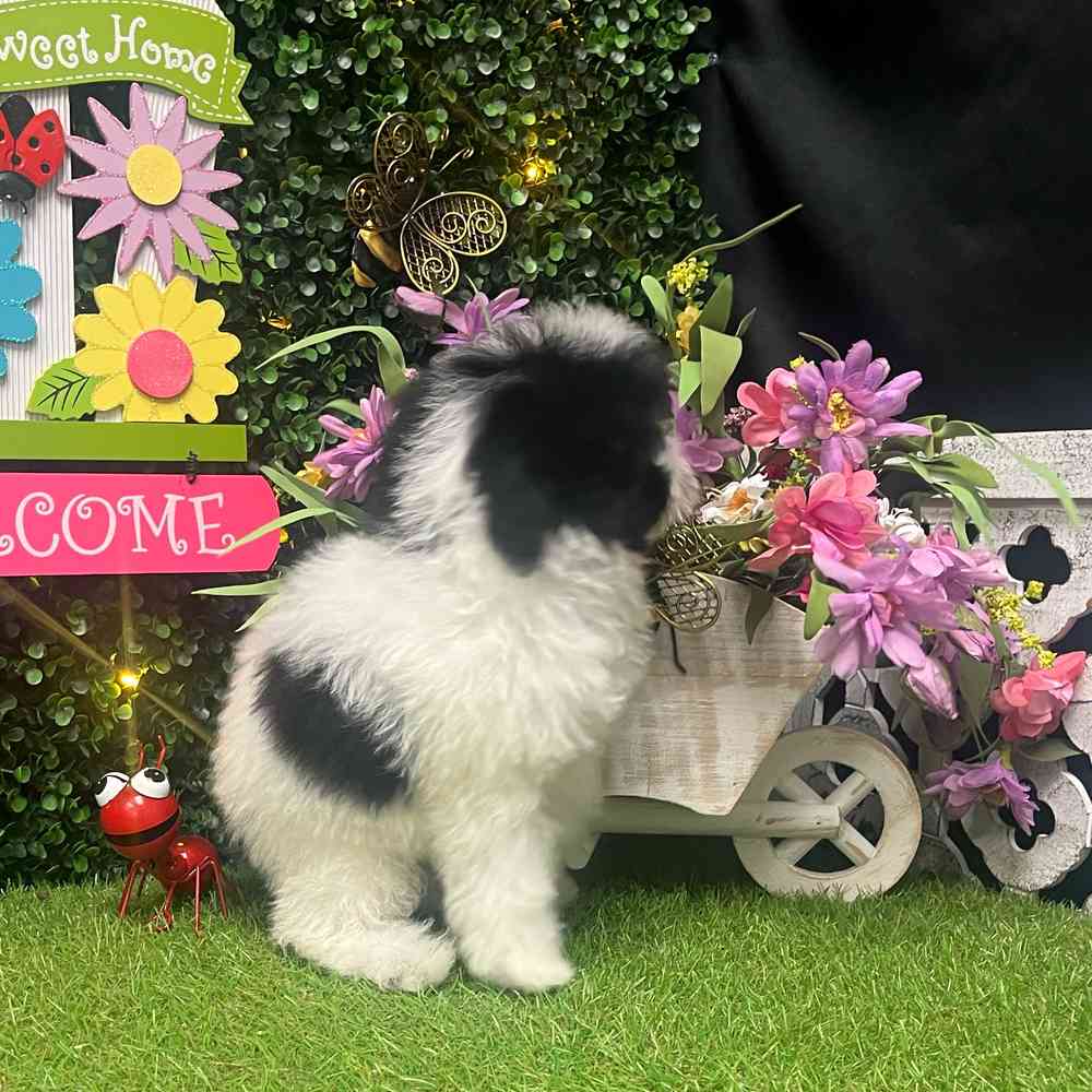 carousel pet images