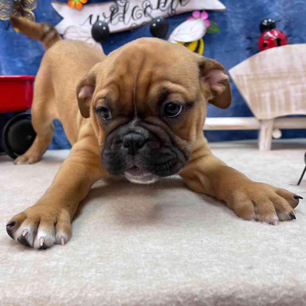 carousel pet images