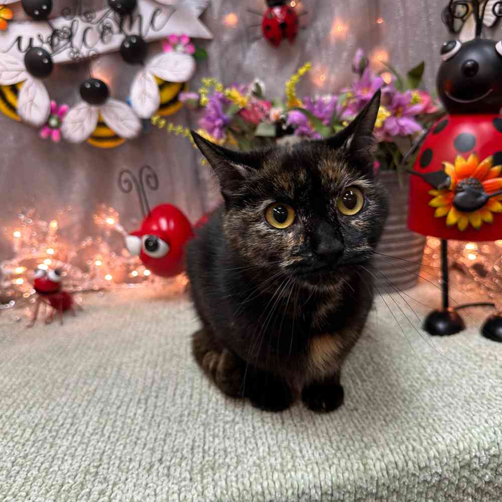 Image of a pet breed in the gallery