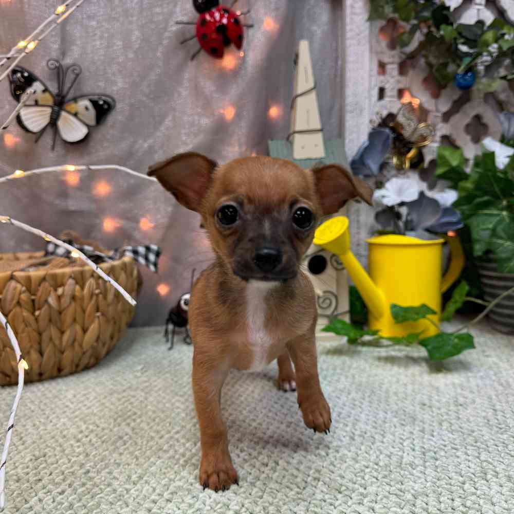 carousel pet images