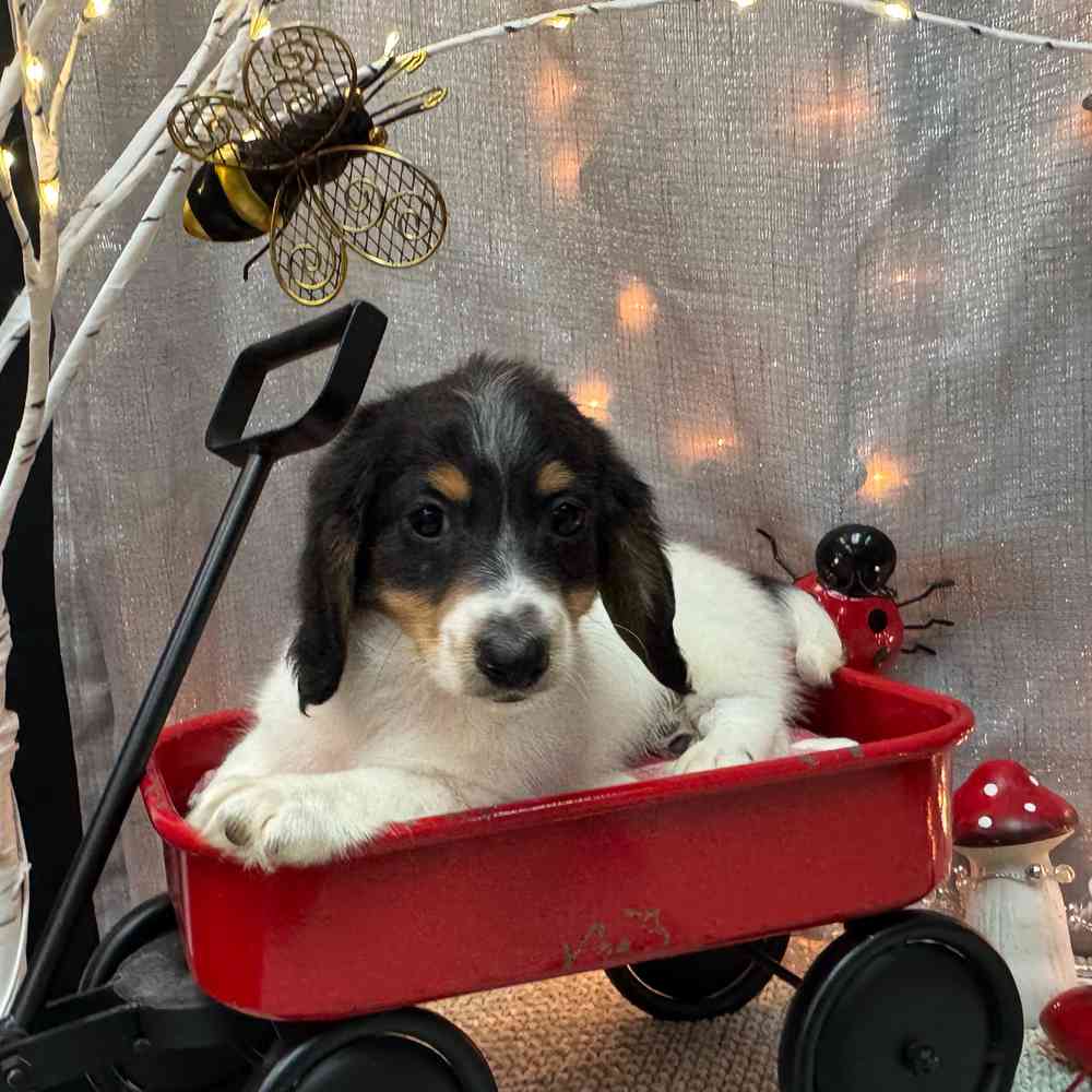 carousel pet images