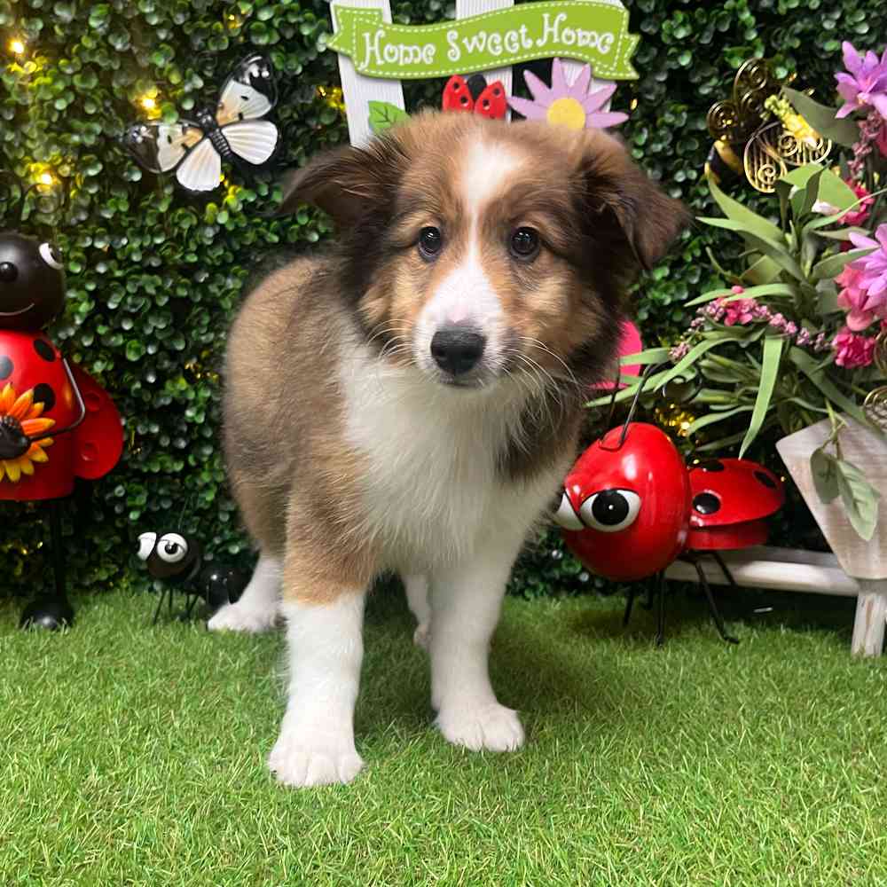 carousel pet images