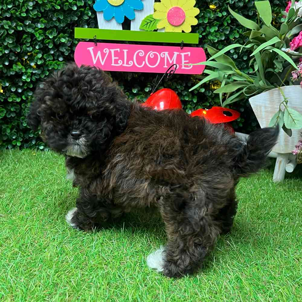 carousel pet images