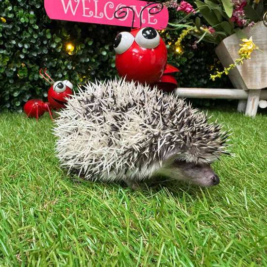 Hedgehog