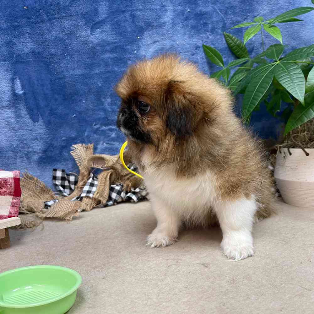 carousel pet images