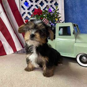 Yorkshire Terrier