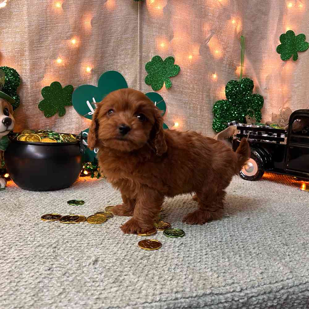 carousel pet images