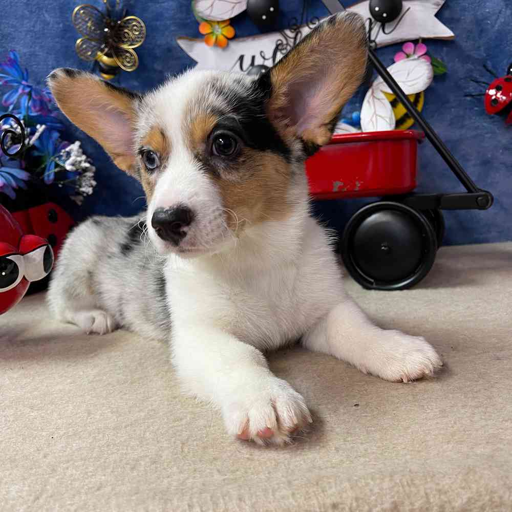 carousel pet images