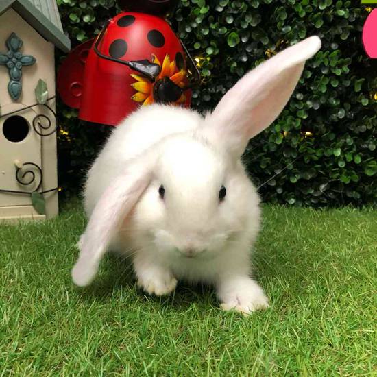 Flemish Giant Holland Lop Mix