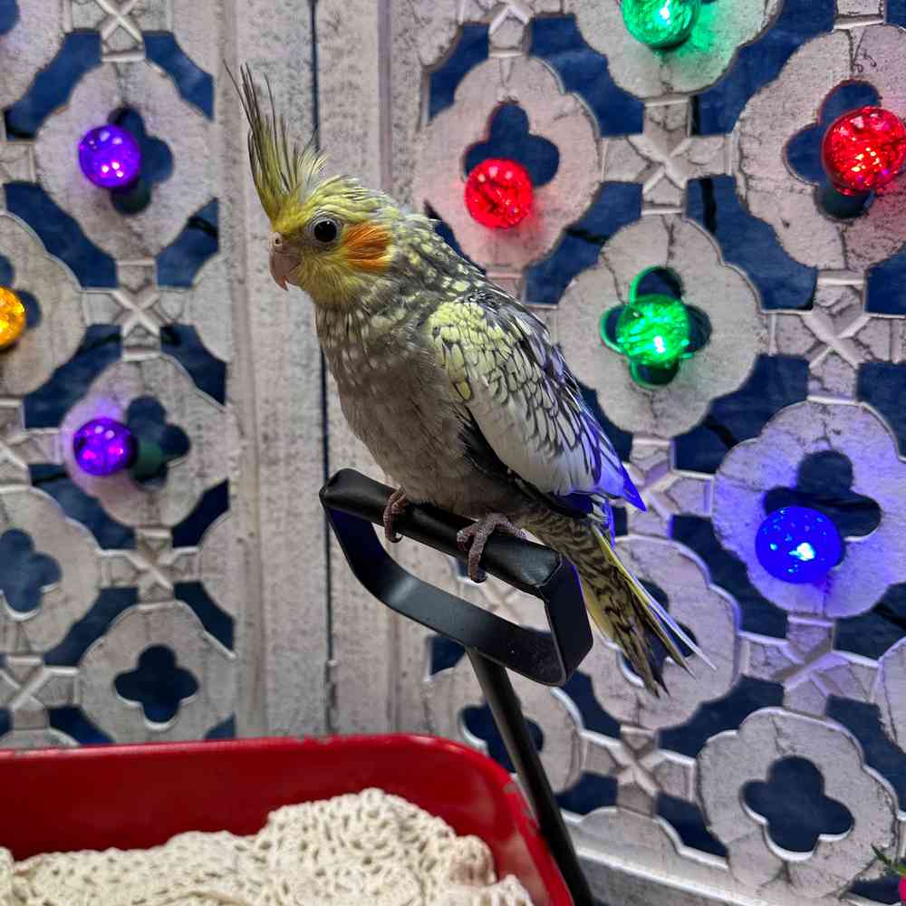 carousel pet images