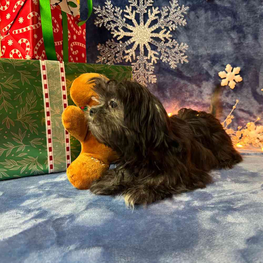 carousel pet images