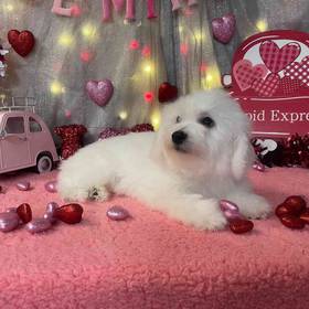 Bichon