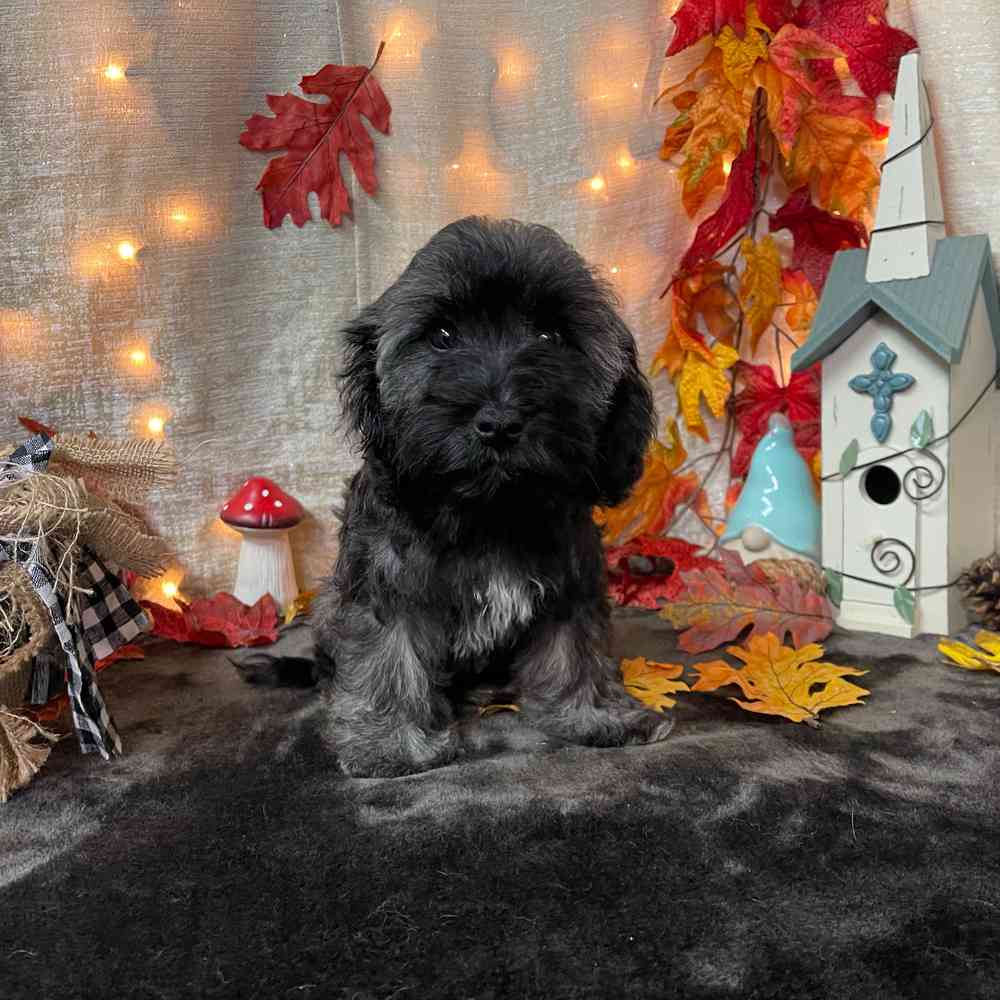 Puppy