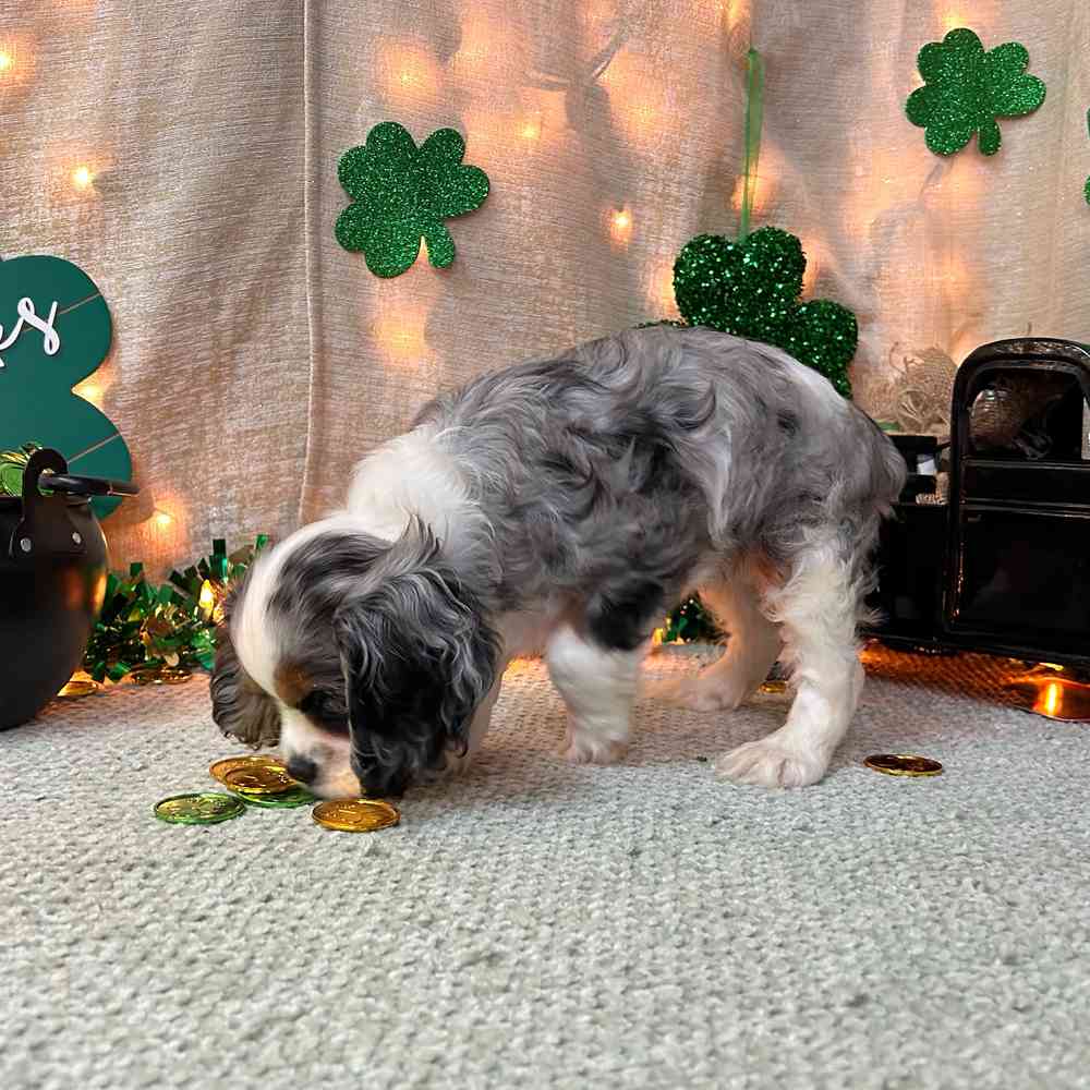 carousel pet images