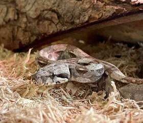 Columbian Red Tail Boa