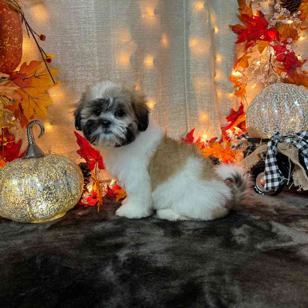 carousel pet images