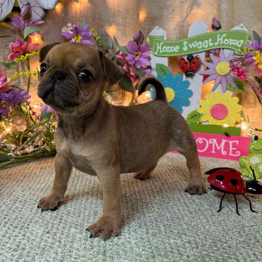 carousel pet images